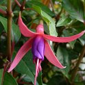 Fuchsia x 'Komeet'